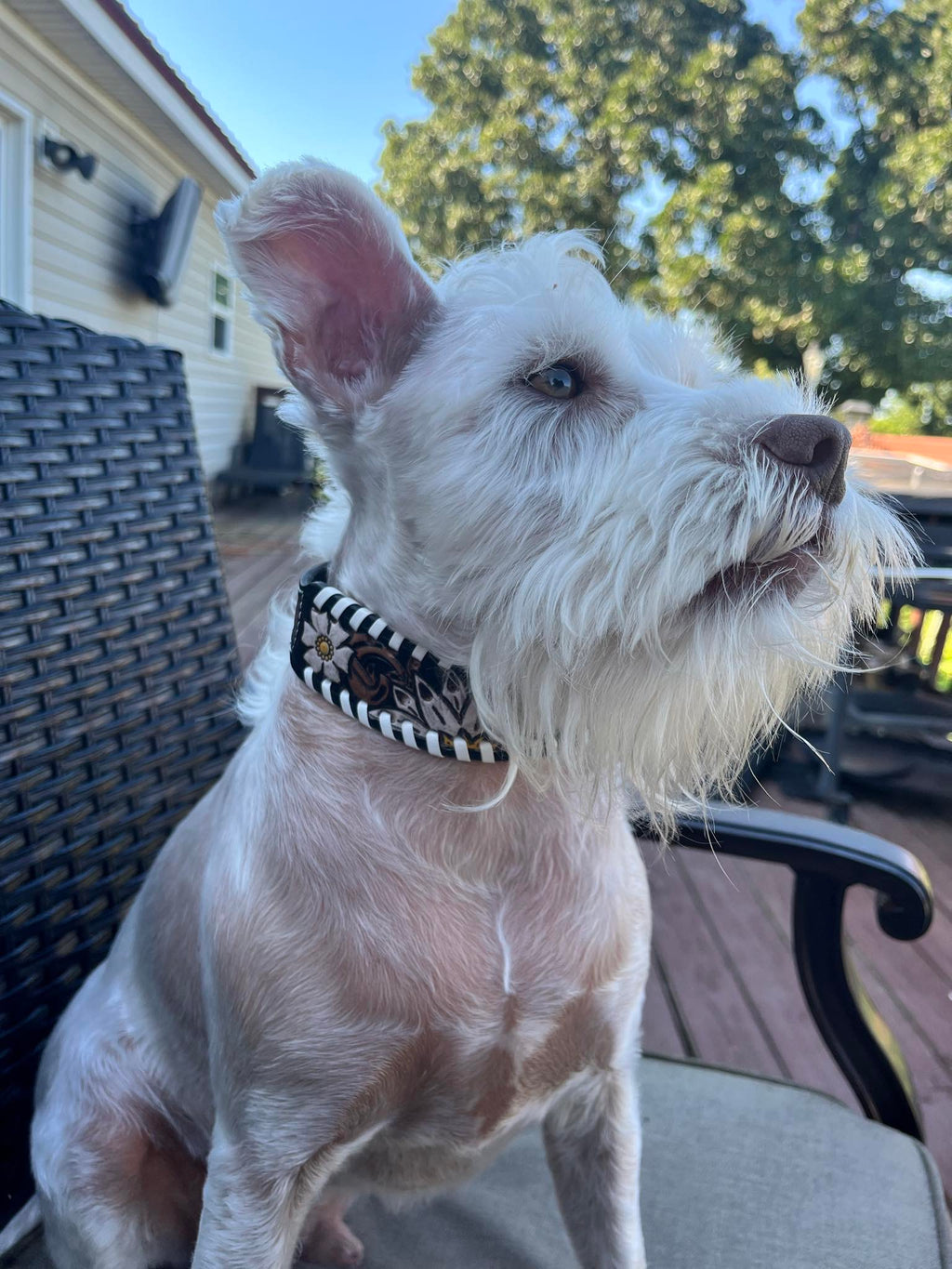 Daisy Leather Dog Collar