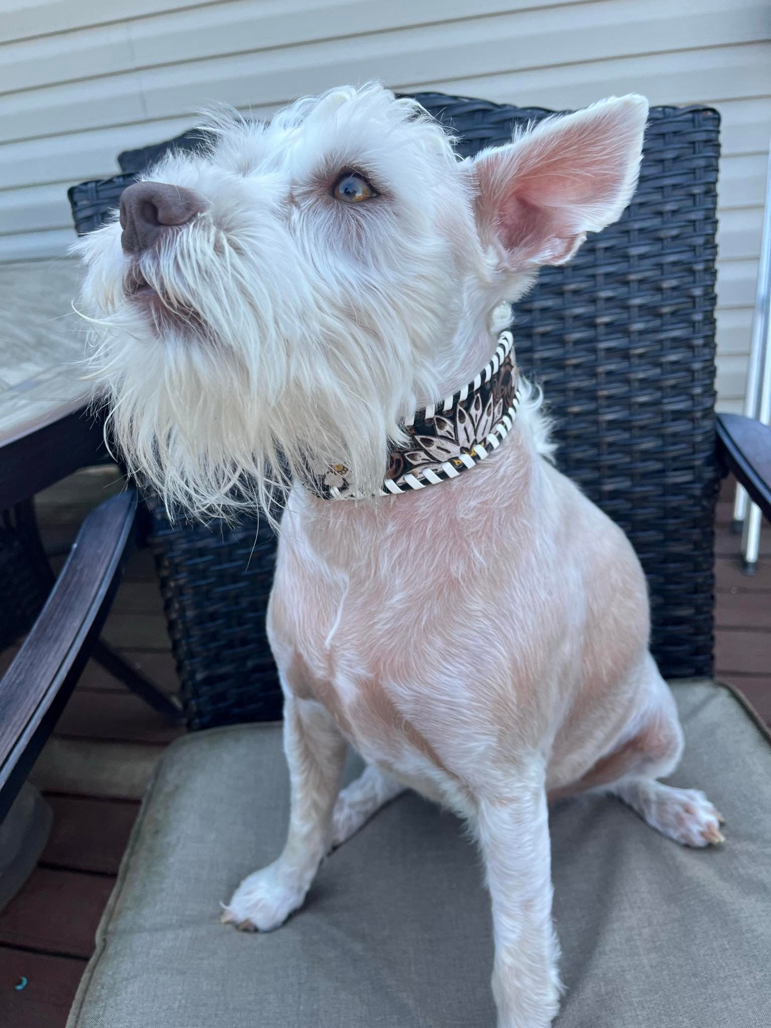 Daisy Leather Dog Collar