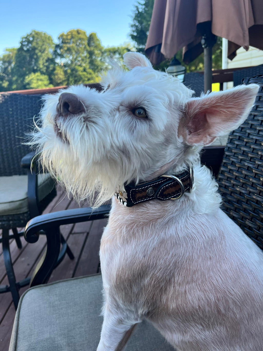 Daisy Leather Dog Collar
