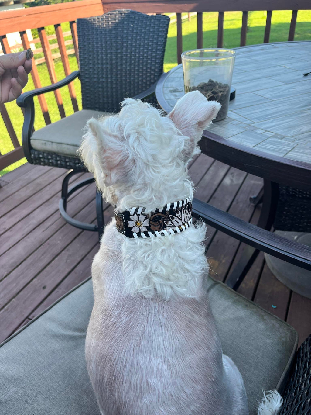 Daisy Leather Dog Collar
