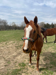 Turquoise western rope halter